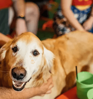 Barks and Brews on the Levee