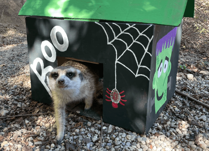 HallZOOween